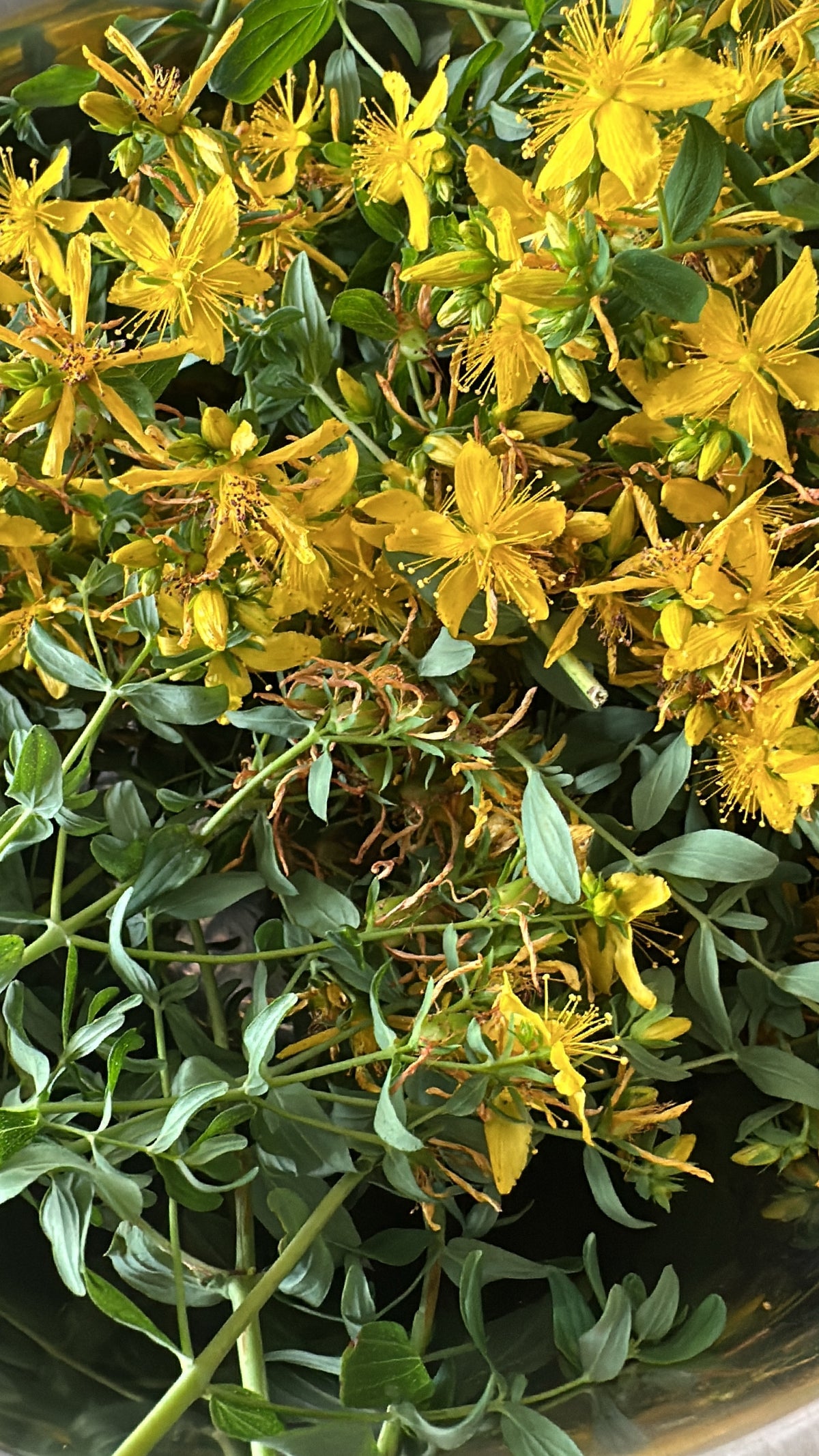 Golden Balm - St. John’s Wort Salve