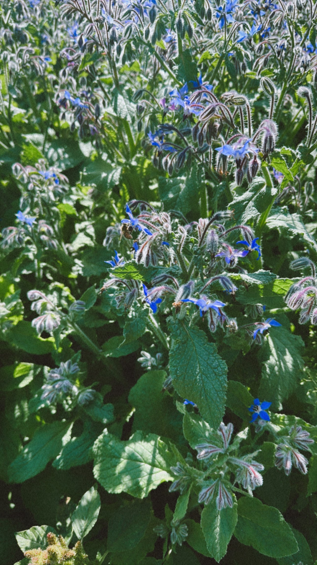 Brave Starflower – Borage Flower Essence