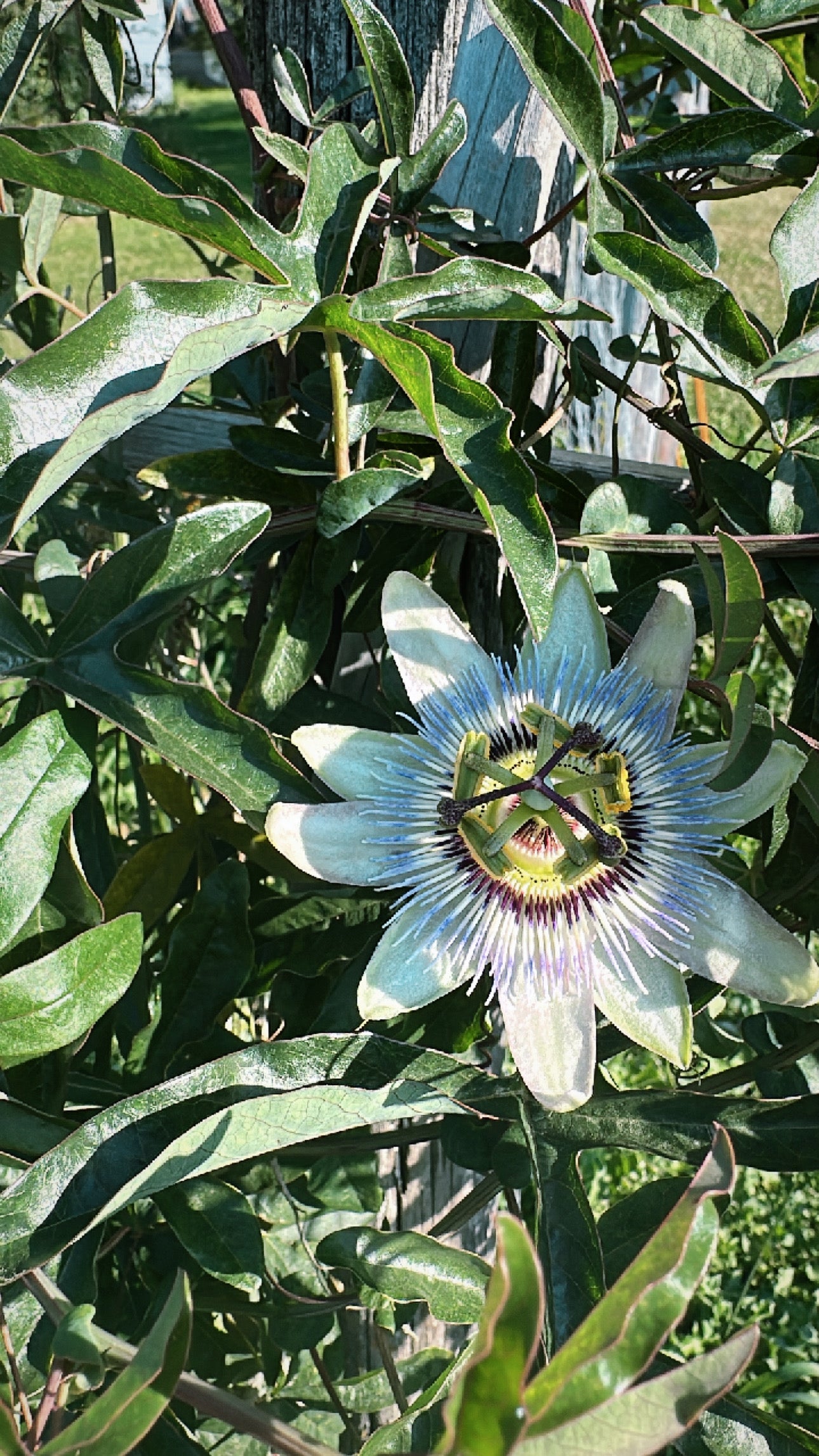 Slumber Song - Herbal Sleep Tincture for Rest, Calm, and Dreamtime