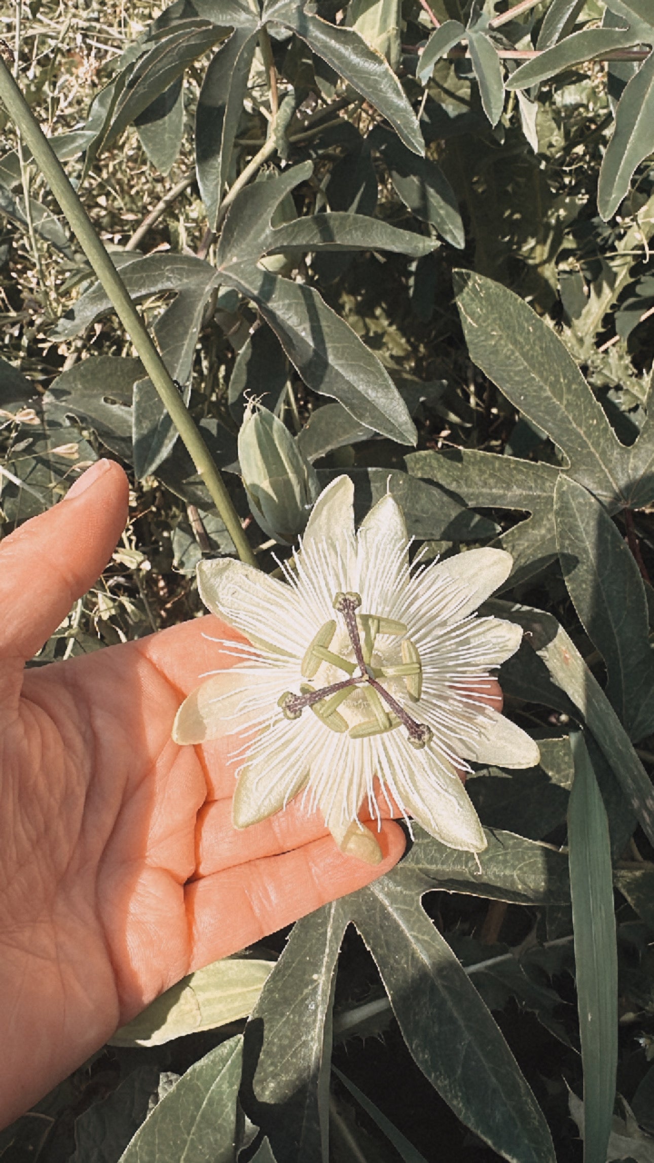 Slumber Song - Herbal Sleep Tincture for Rest, Calm, and Dreamtime