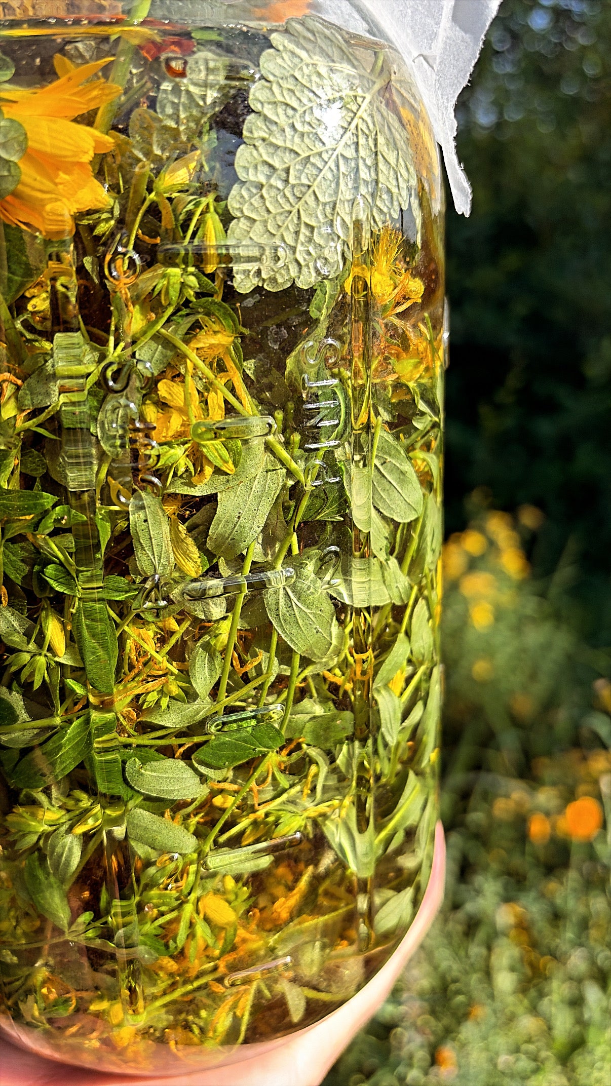 Solar Spirit - St. John’s Wort Tincture Bottled Sunlight for the Soul