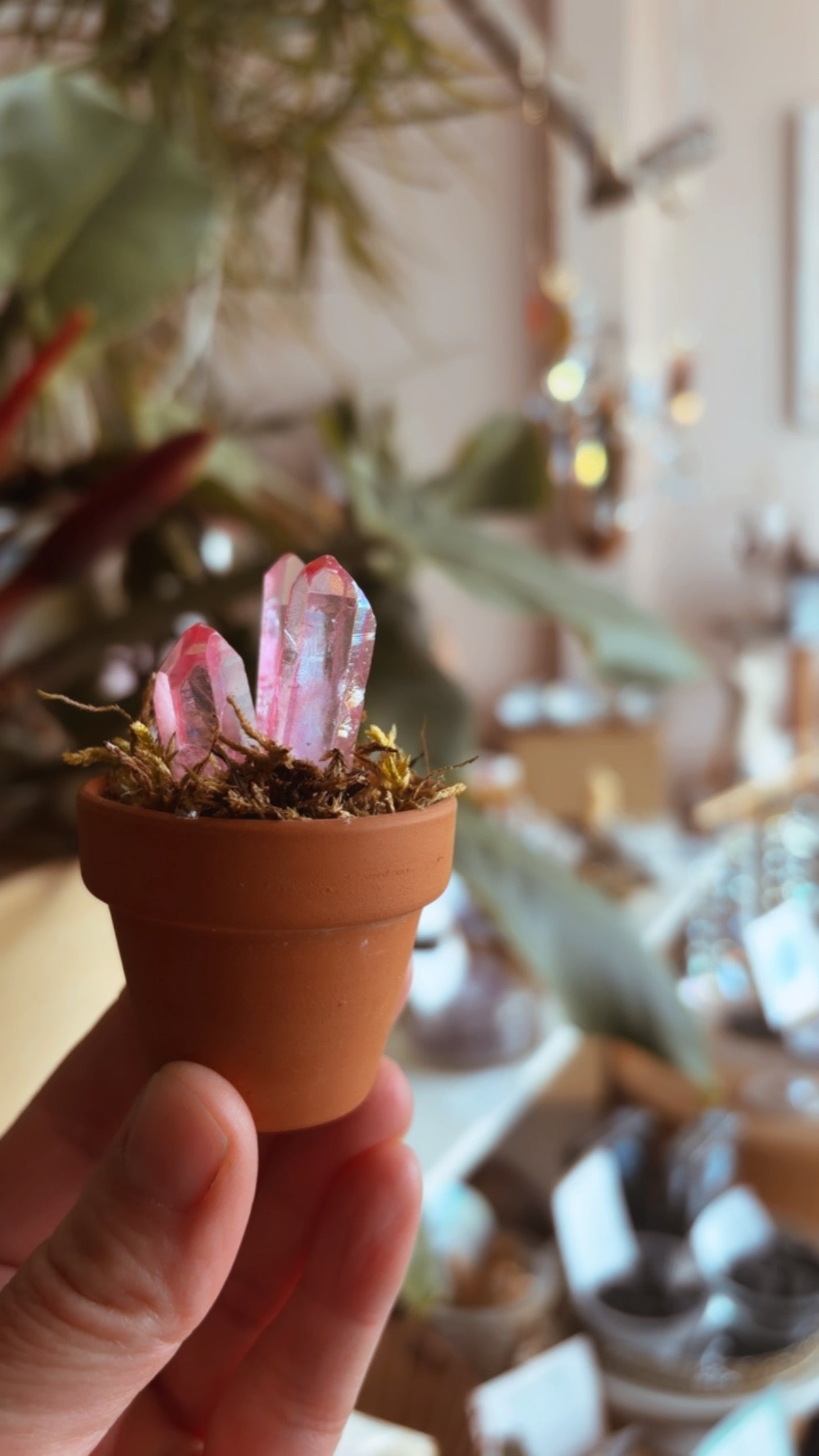 The Blooming Crystal – Mini Crystal Garden for Intention, Growth & Heart-Centered Living
