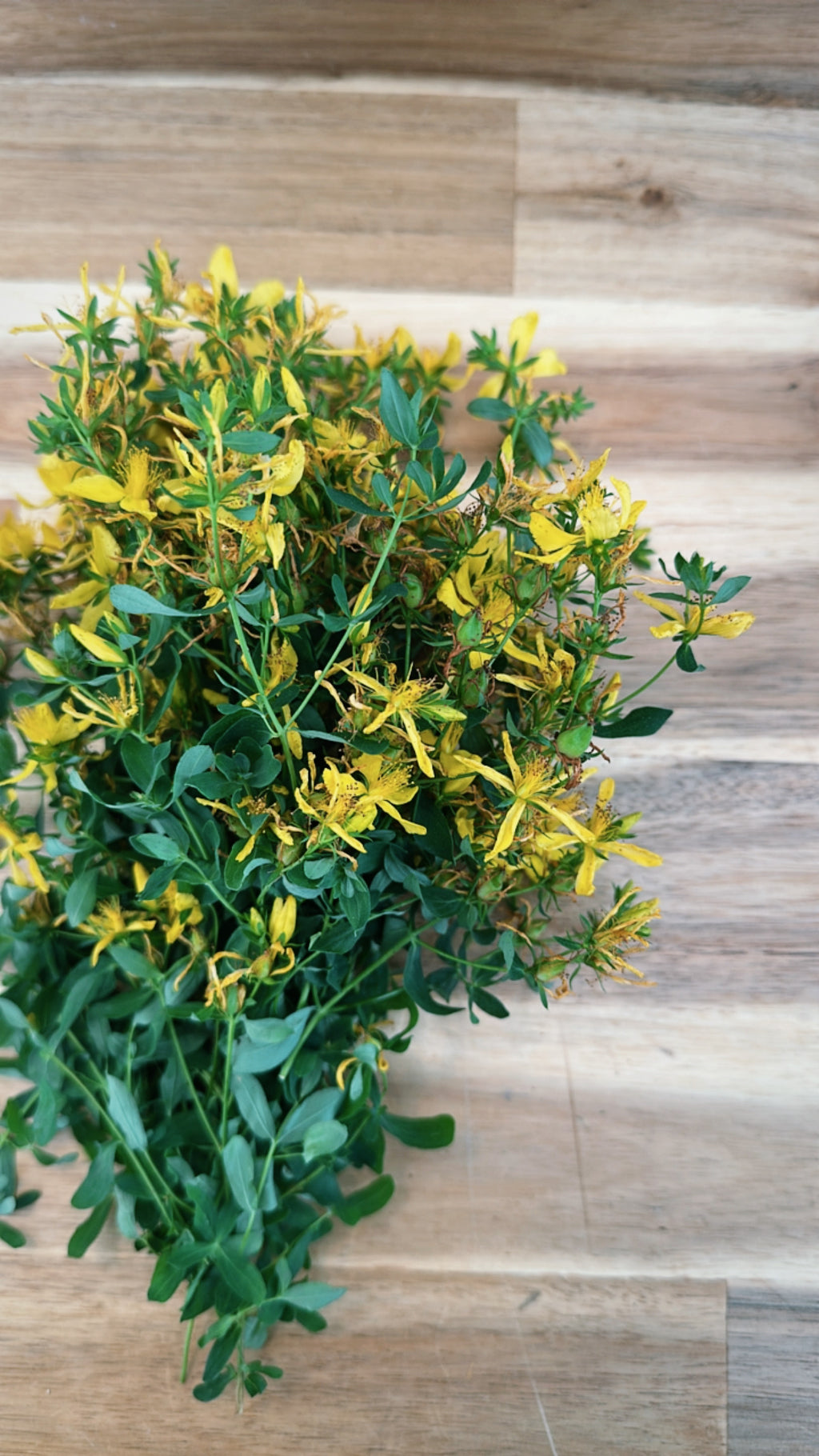 Solar Spirit - St. John’s Wort Tincture Bottled Sunlight for the Soul