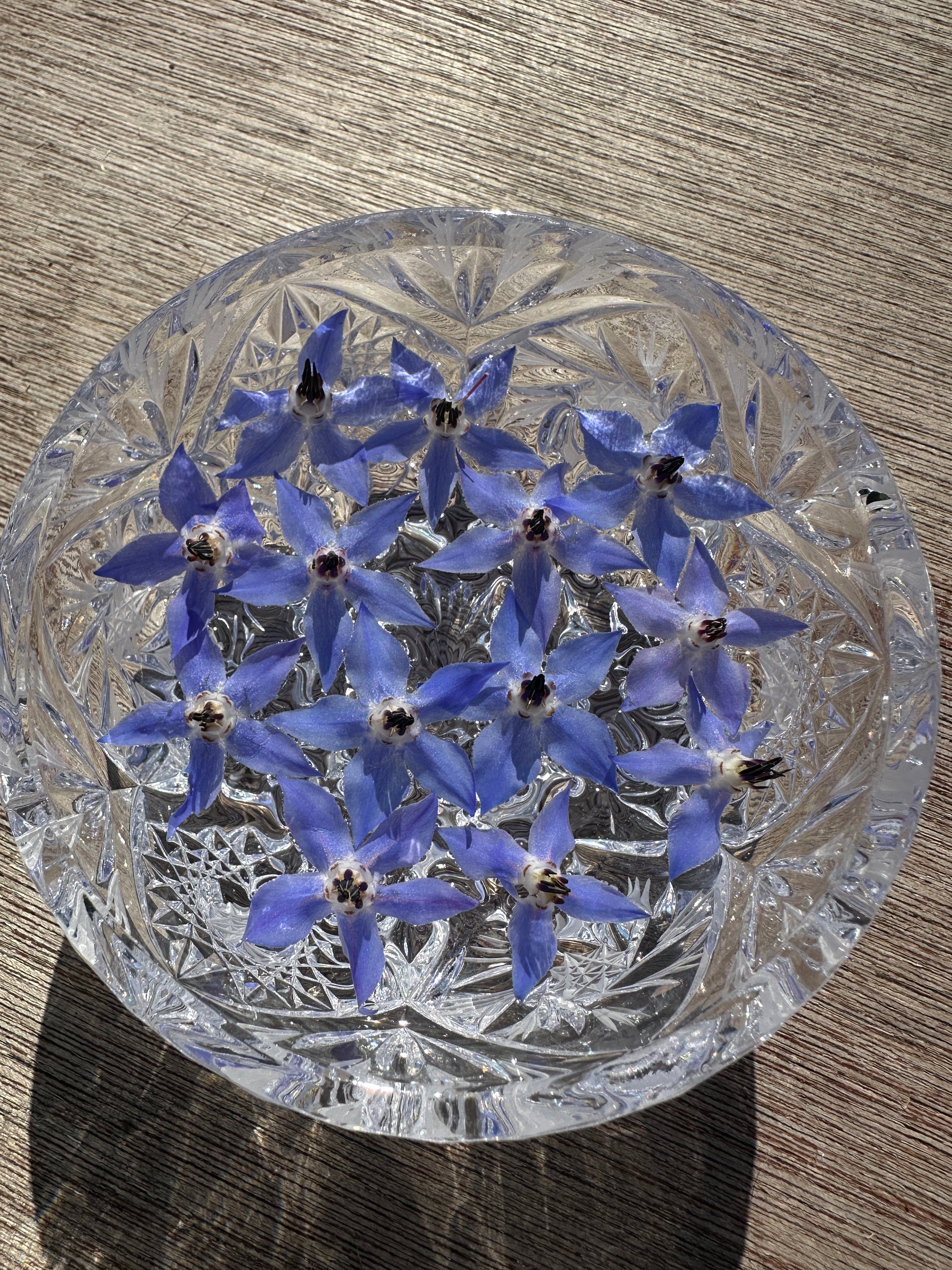 Brave Starflower – Borage Flower Essence