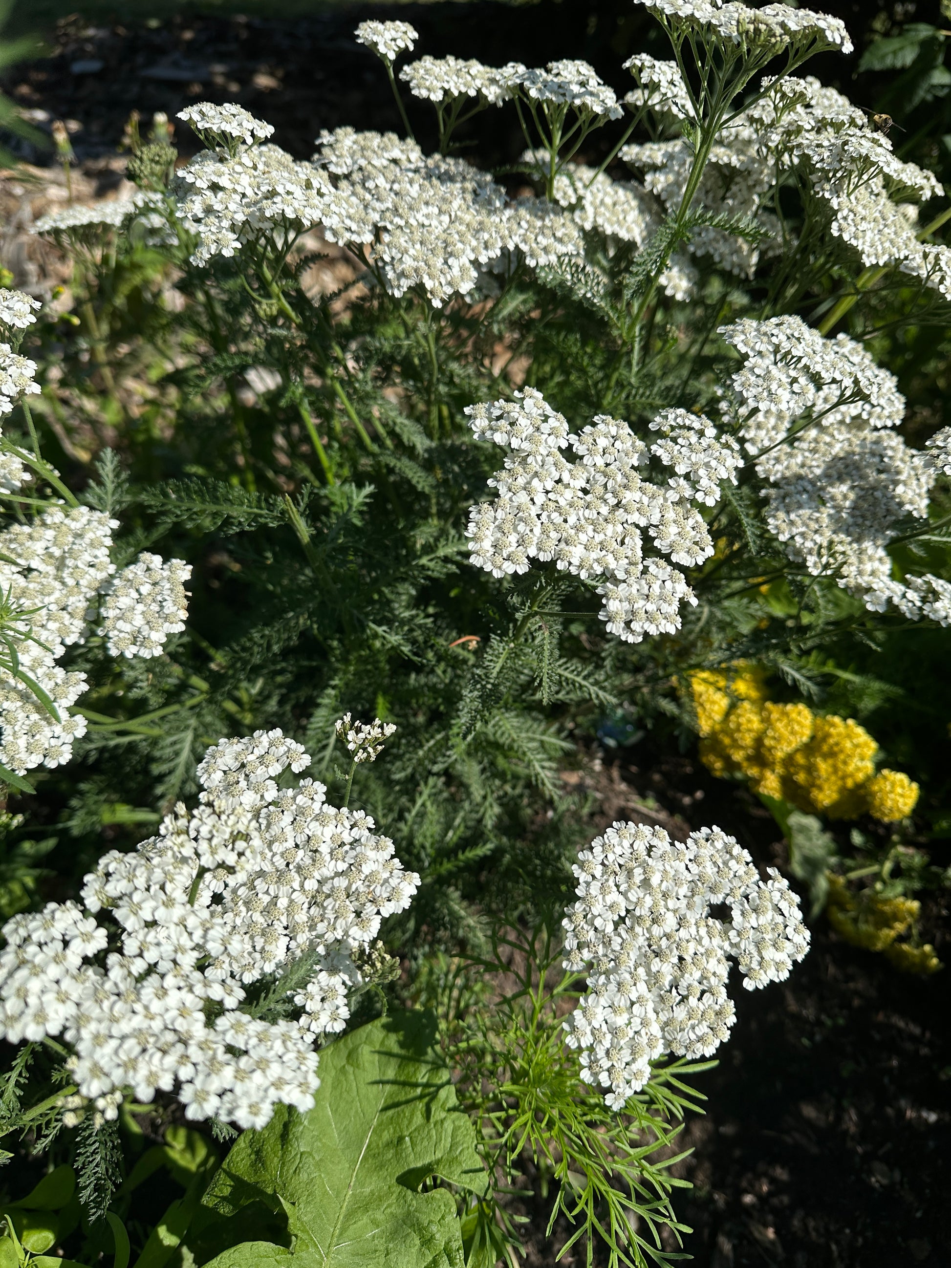 Aurashield Magnesium Mist