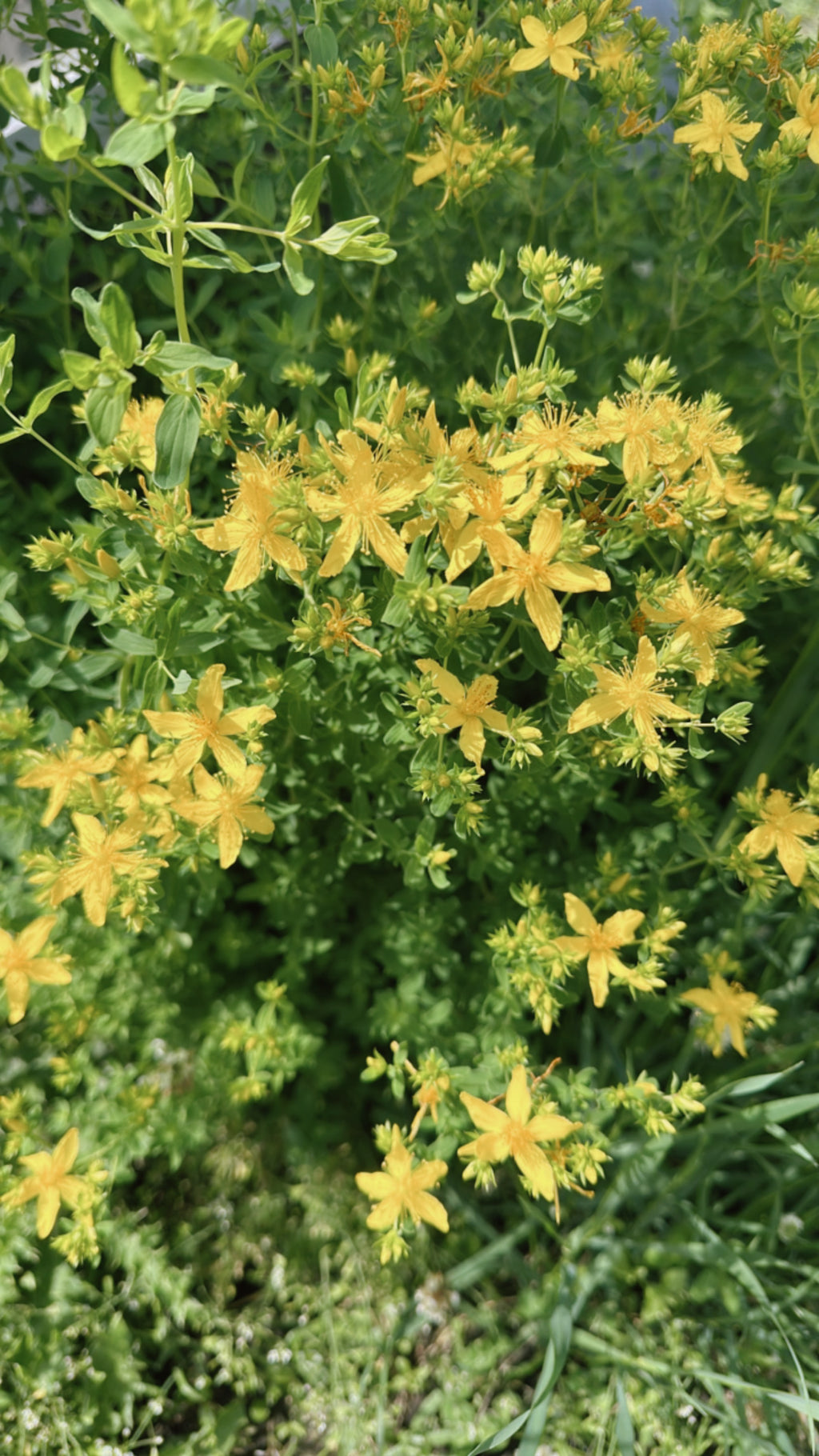 Solar Spirit - St. John’s Wort Tincture Bottled Sunlight for the Soul