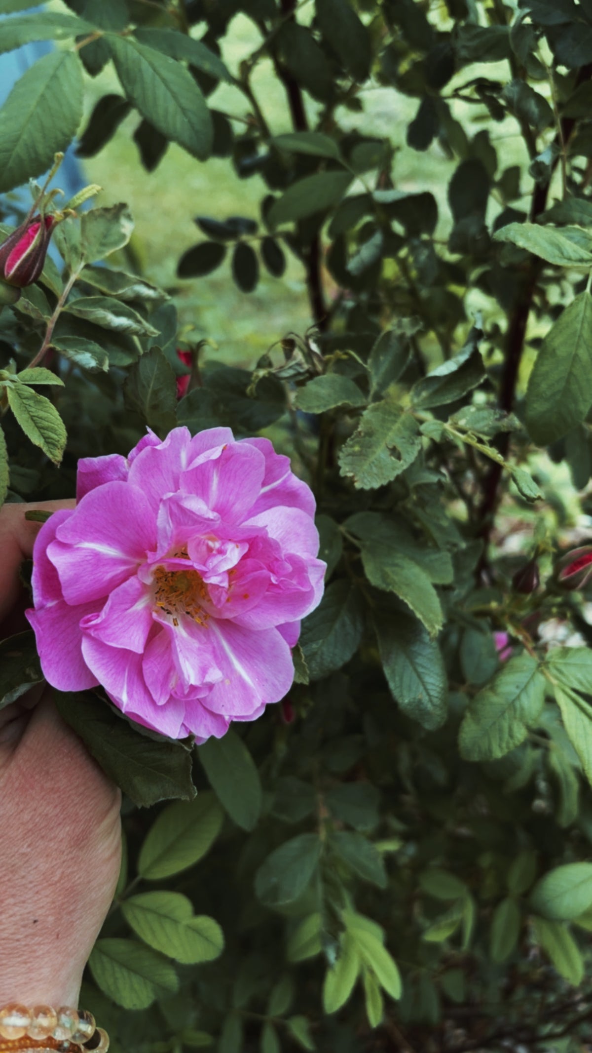 Can I call you Rose - Natural Rose Face Cream