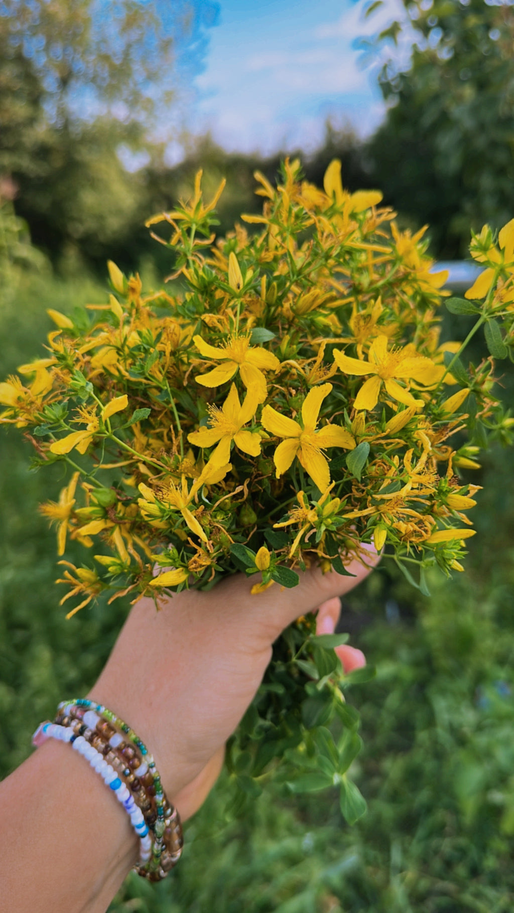 Solar Spirit - St. John’s Wort Tincture Bottled Sunlight for the Soul