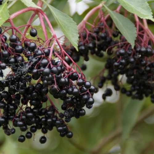 Organic Elderberries - Dried Whole