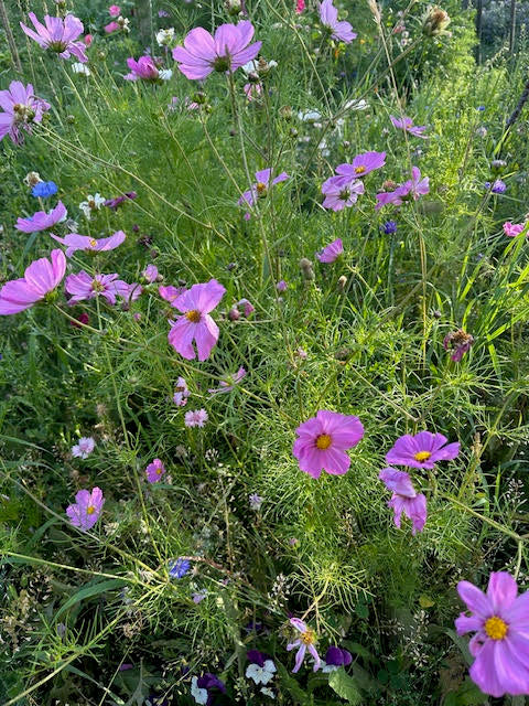 Field of pink flowers with green foliage