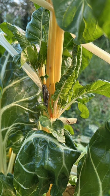 Cauliflower plant with yellowing leaves and a grasshopper on a green background