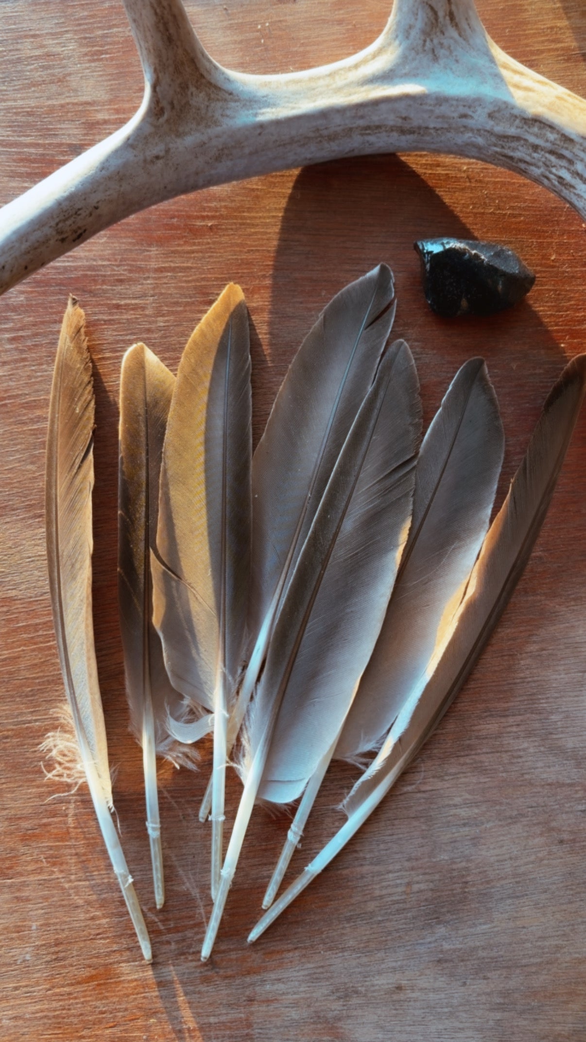 Naturally Gathered Duck Feathers

For Smoke Cleansing • Altar Decor • Nature Crafts
