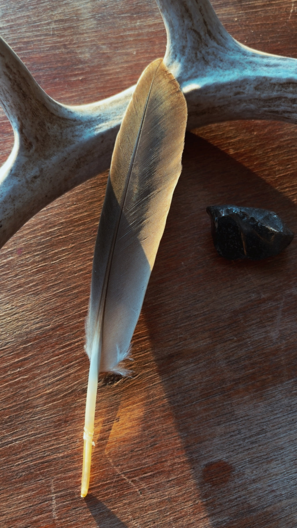 Naturally Gathered Duck Feathers

For Smoke Cleansing • Altar Decor • Nature Crafts