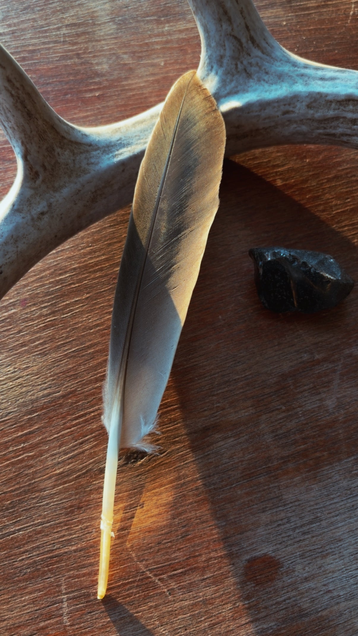 Naturally Gathered Duck Feathers

For Smoke Cleansing • Altar Decor • Nature Crafts