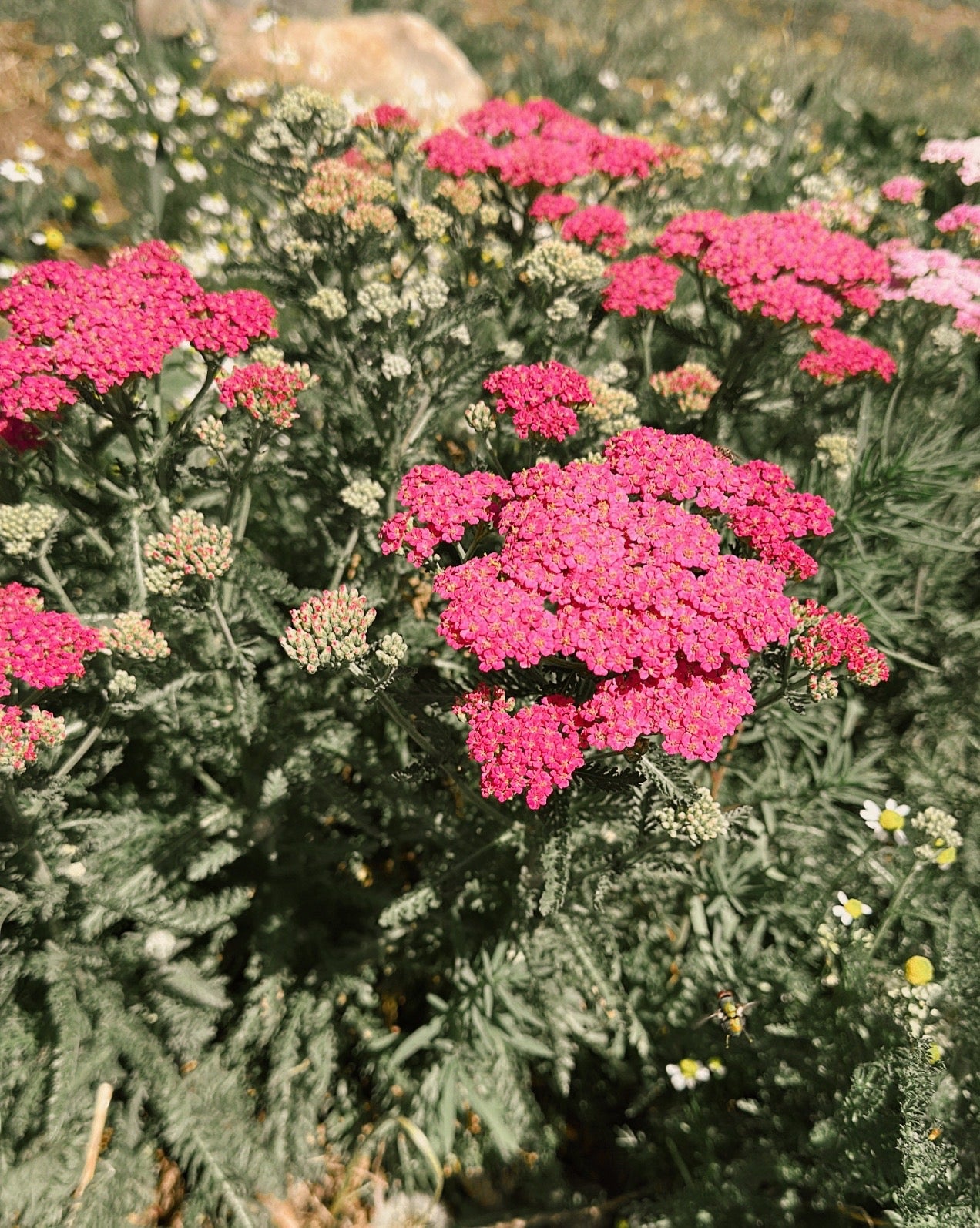 Soft Strength - Pink Yarrow Flower Essence