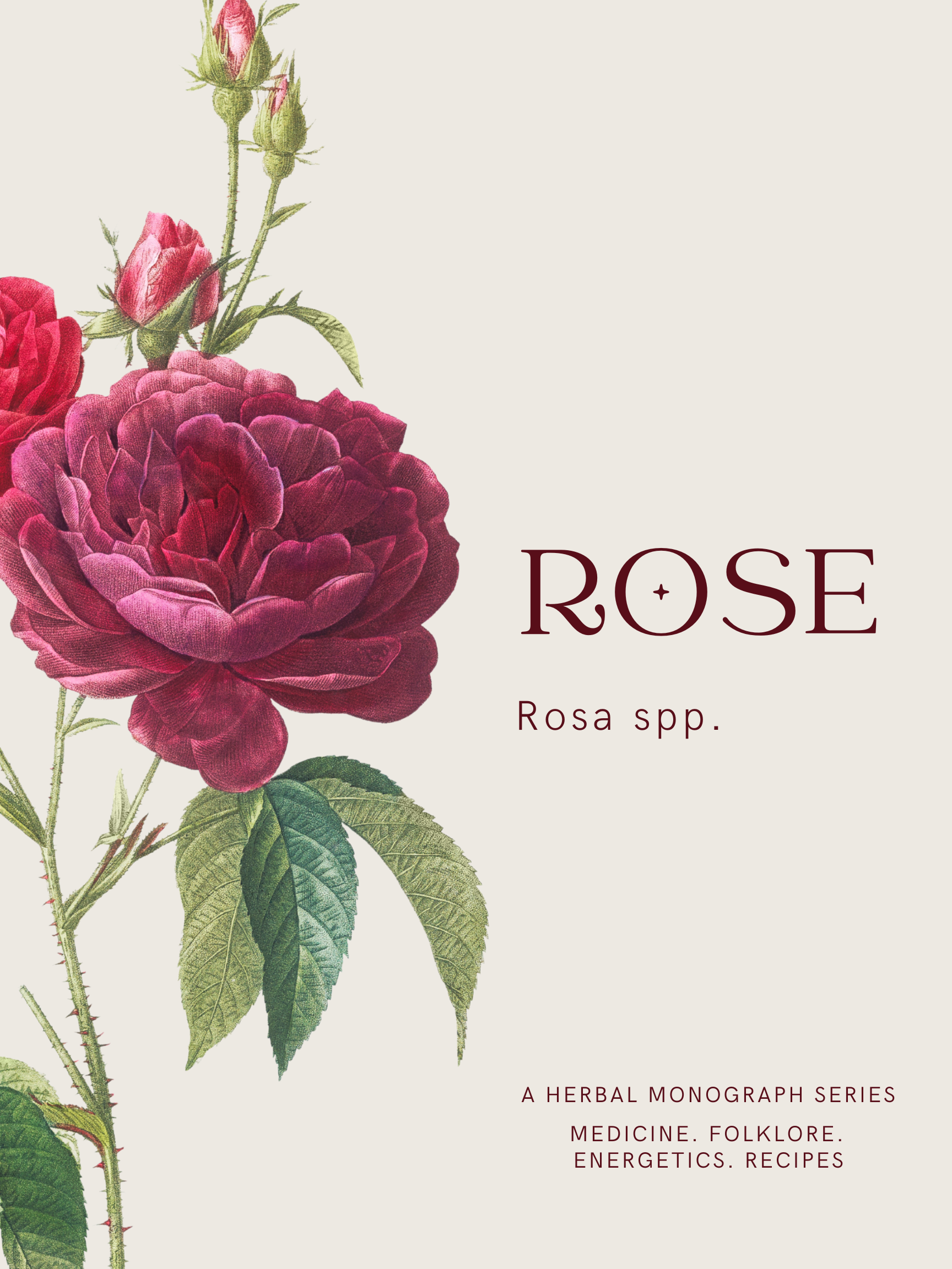 The Rose Mini Teaching: Medicine, Folklore & Herbal Wisdom